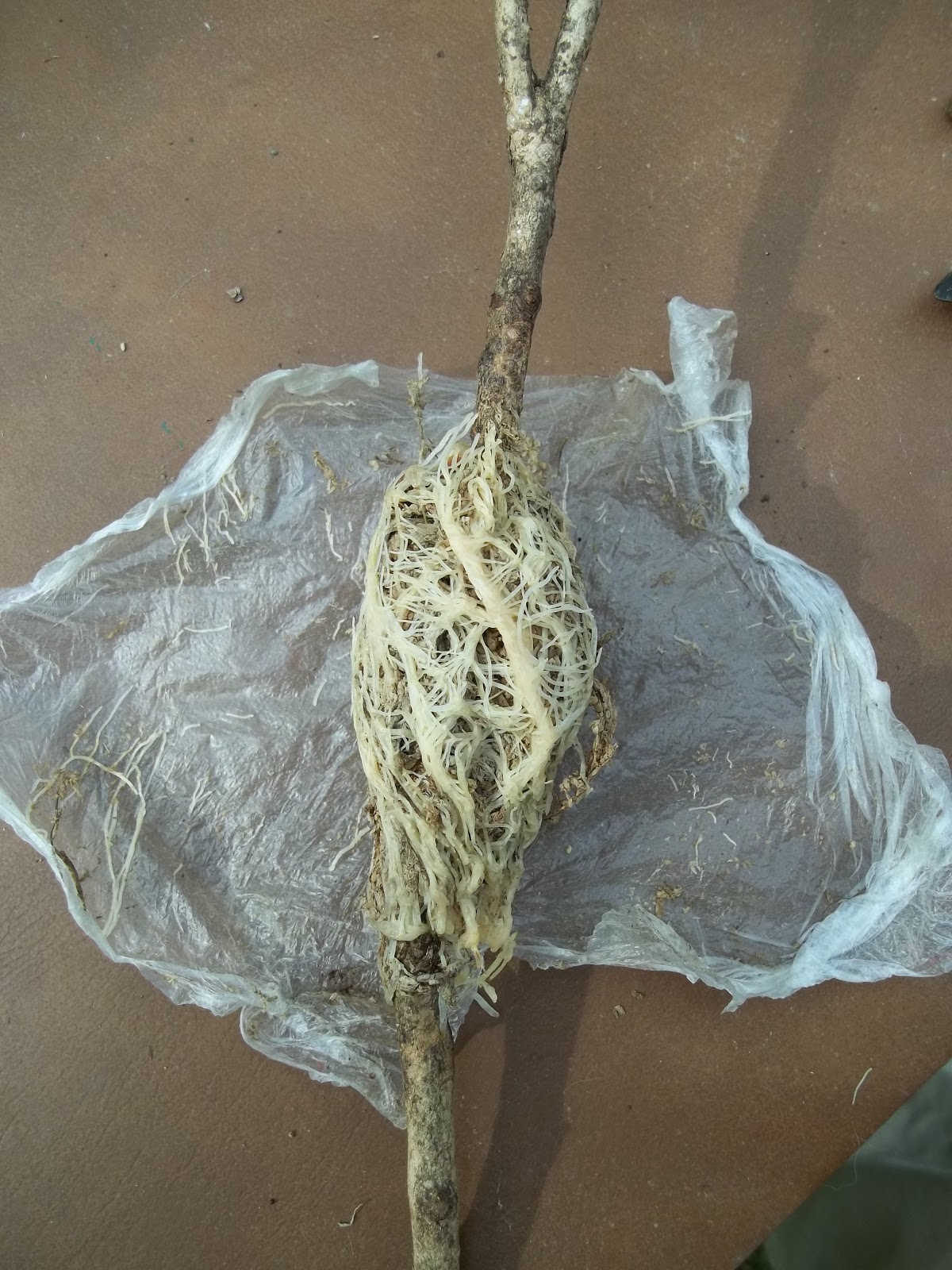 Pinewood Cottage Garden Have you had success propagating camellias?